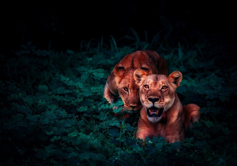 Jungles